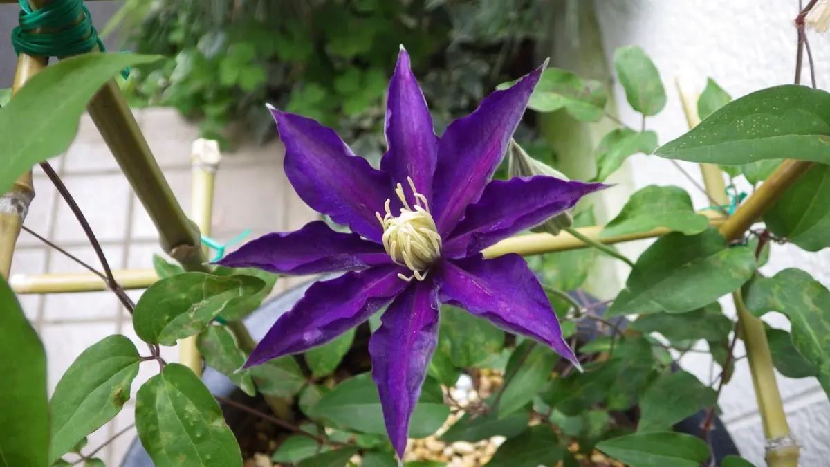 クレマチス挿し穂⭐お好きな番号 コメントに入れて下さい(*^^*) クレマチスの挿し木｜そだレポ（栽培レポート）byお散歩カメ吉