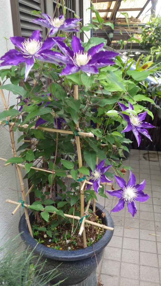 クレマチスの挿し木｜そだレポ（栽培レポート）byお散歩カメ吉