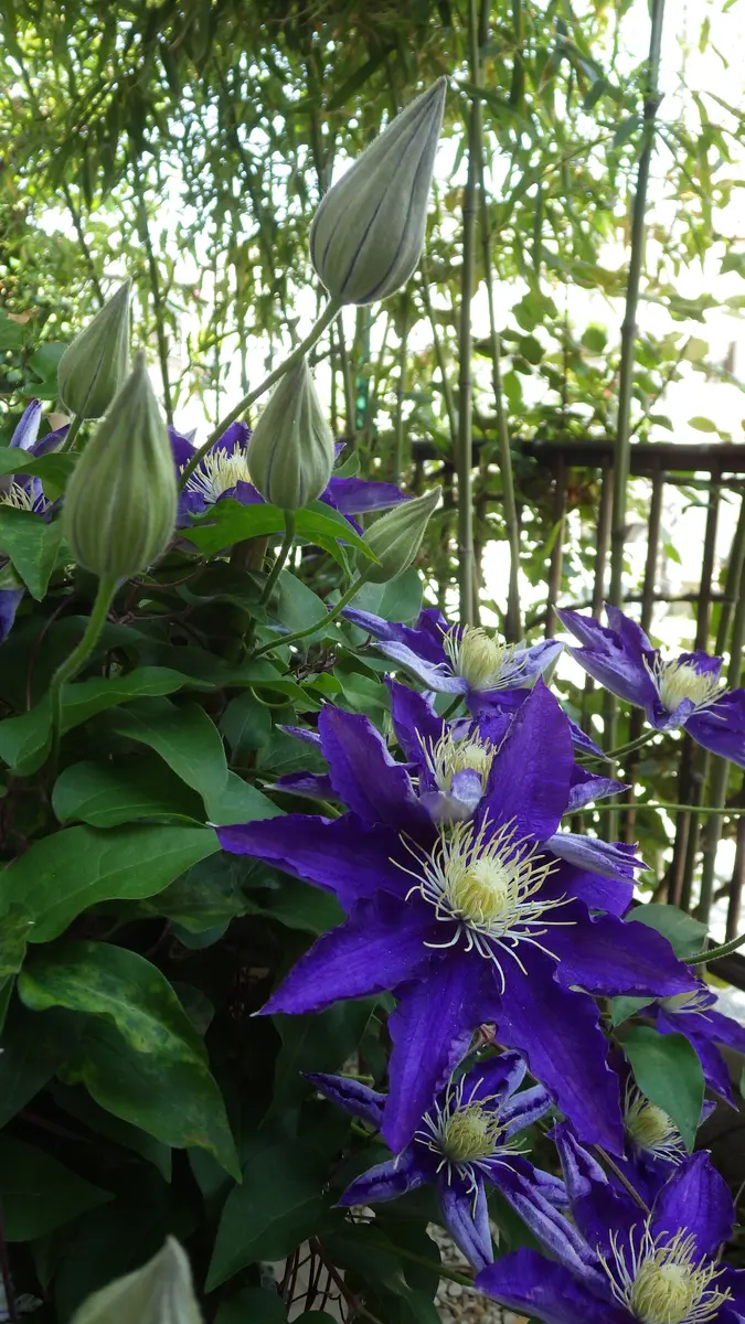 クレマチス挿し穂⭐お好きな番号 コメントに入れて下さい(*^^*) maxresdefault.jpg