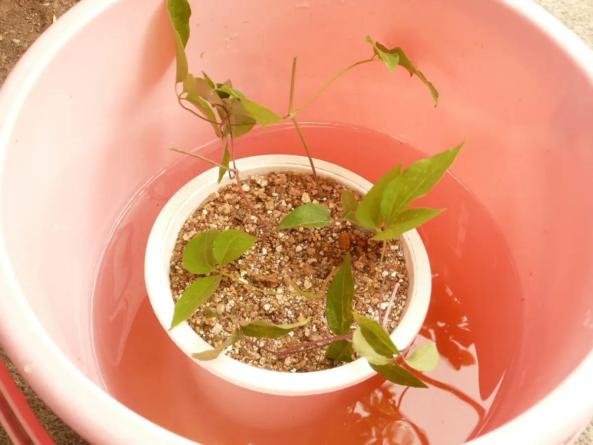 クレマチスの挿し木｜そだレポ（栽培レポート）byお散歩カメ吉