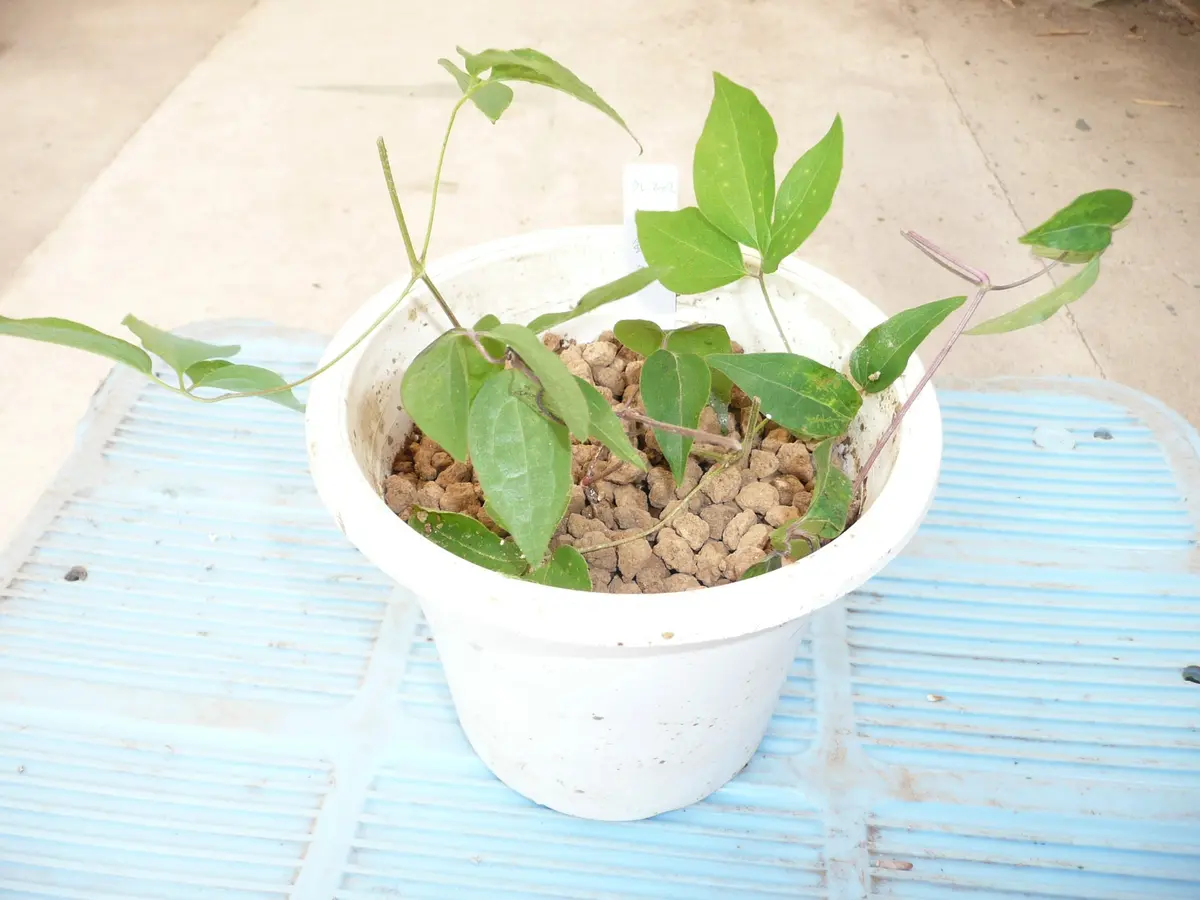 クレマチス挿し穂⭐お好きな番号 コメントに入れて下さい(*^^*) クレマチスの挿し木｜そだレポ（栽培レポート）byお散歩カメ吉