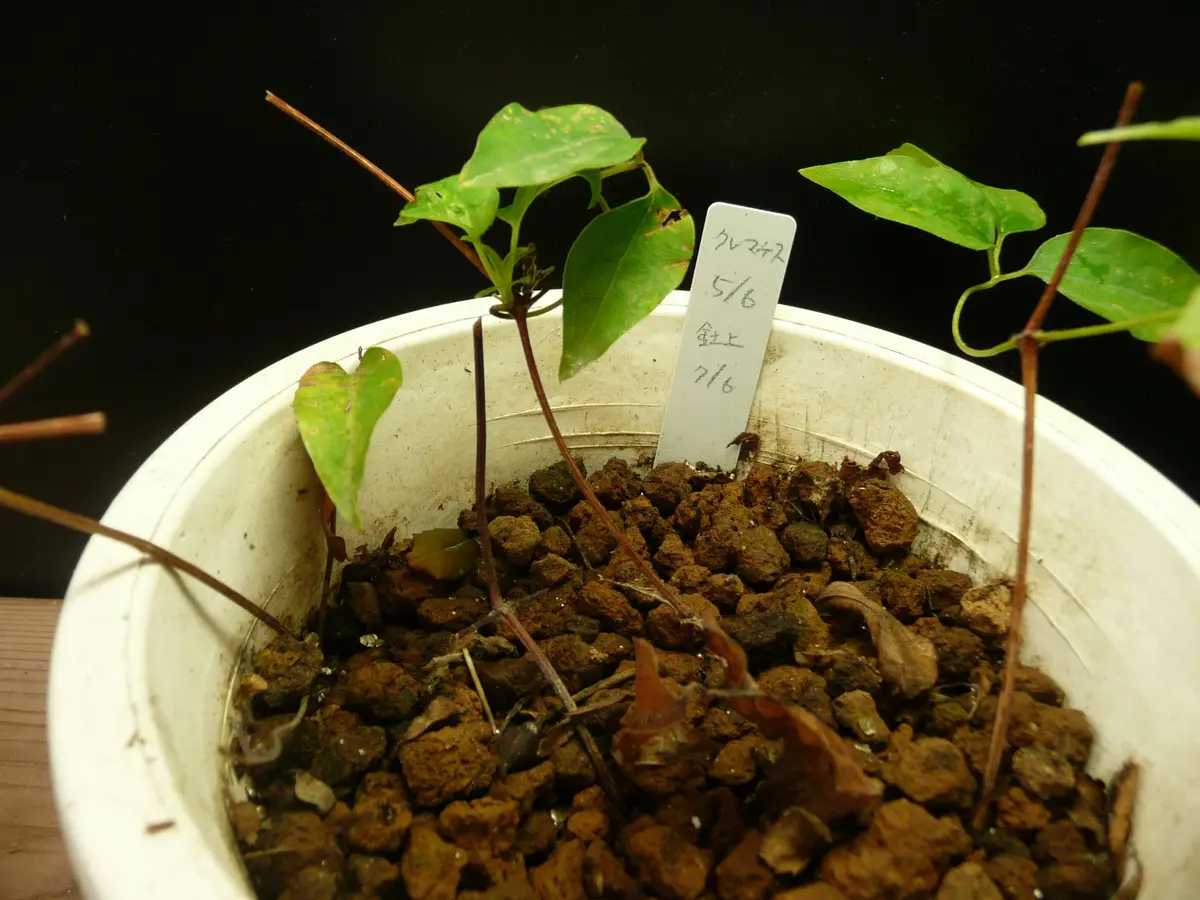 クレマチスの挿し木｜そだレポ（栽培レポート）byお散歩カメ吉