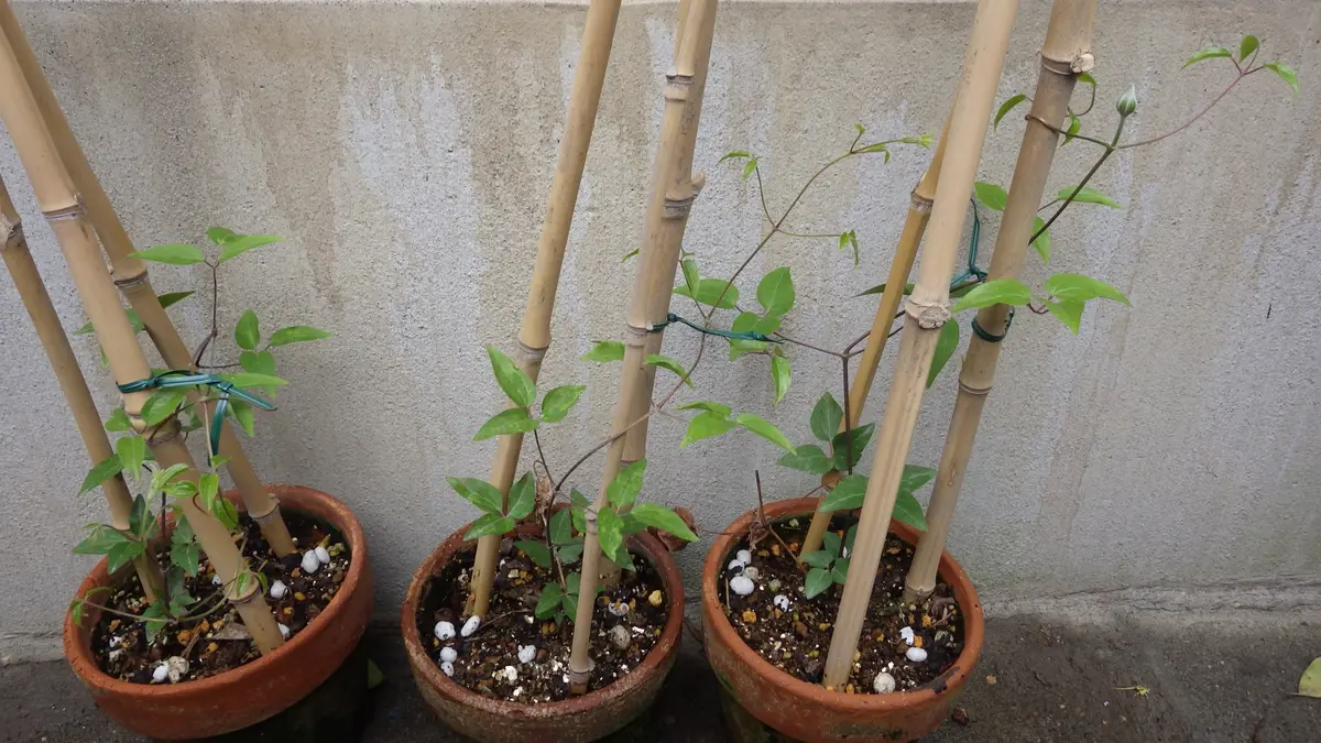 クレマチスの挿し木｜そだレポ（栽培レポート）byお散歩カメ吉