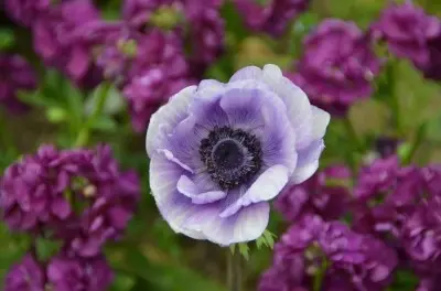 オシャレなアネモネ様。球根から収穫まで｜そだレポ（栽培レポート）by  