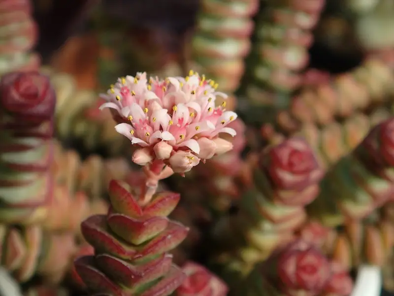 クラッスラ 舞乙女｜そだレポ（栽培レポート）byヨーコマン｜みんなの