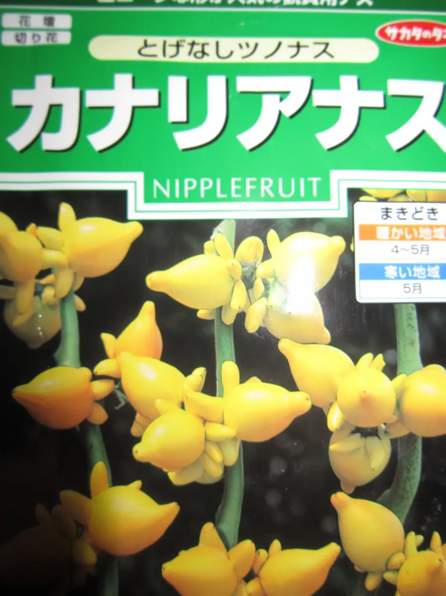 カナリアナスを育てる|そだレポ(栽培レポート)byオダマキ カナリアナスを育てる|そだレポ(栽培レポート)byオダマキ