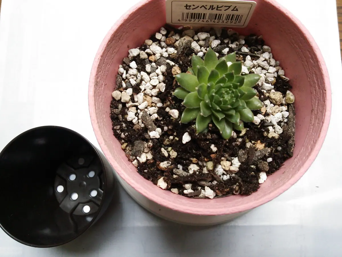 大きなポットに植え替え「July.センぺルビウム」-そだレポ｜みんなの