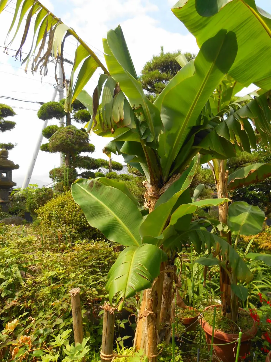 バナナ栽培に挑戦！2014開花～収穫編｜そだレポ（栽培レポート