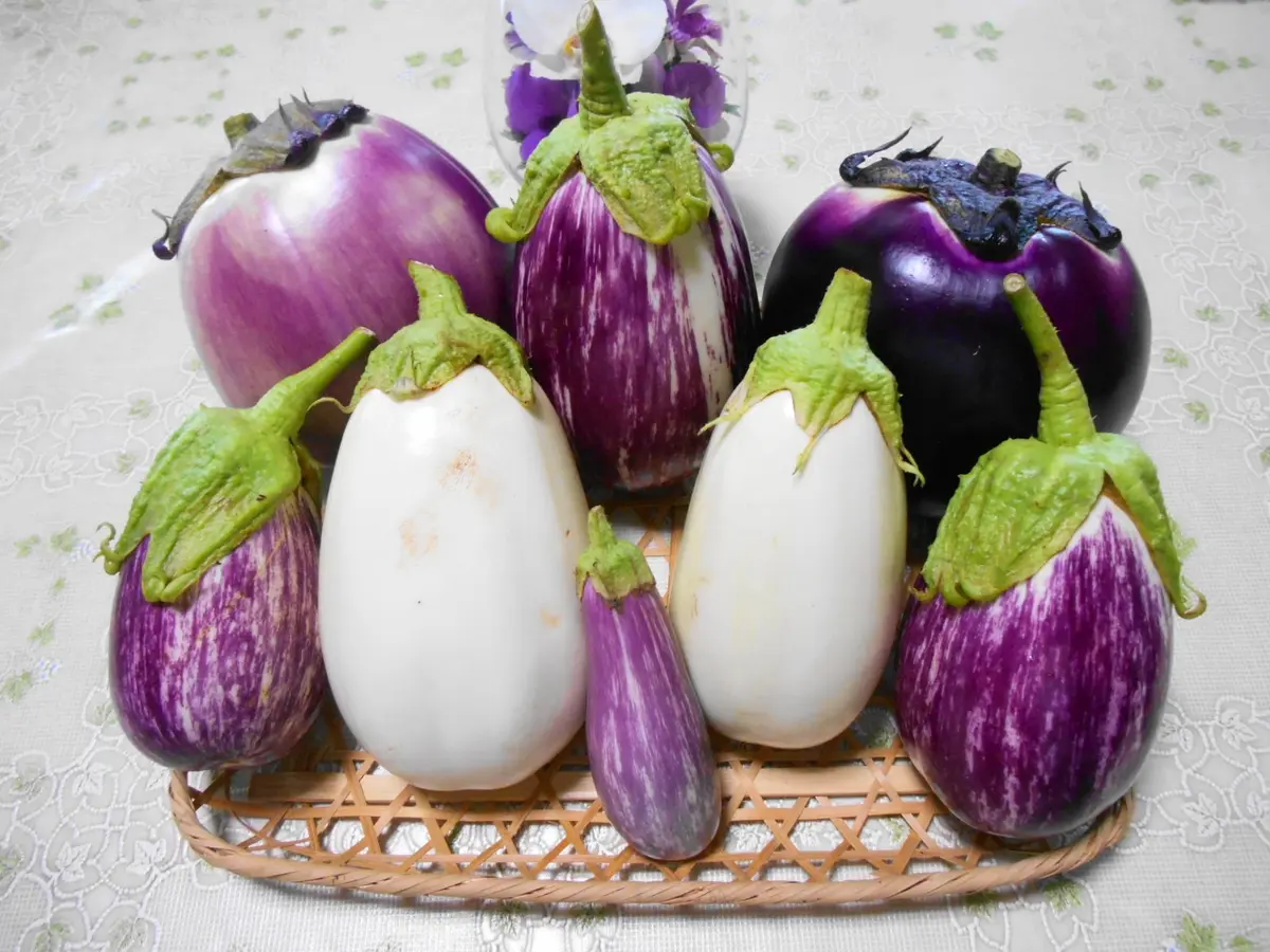 おもしろ野菜に挑戦！2014vol.5｜そだレポ（栽培レポート）byrider1