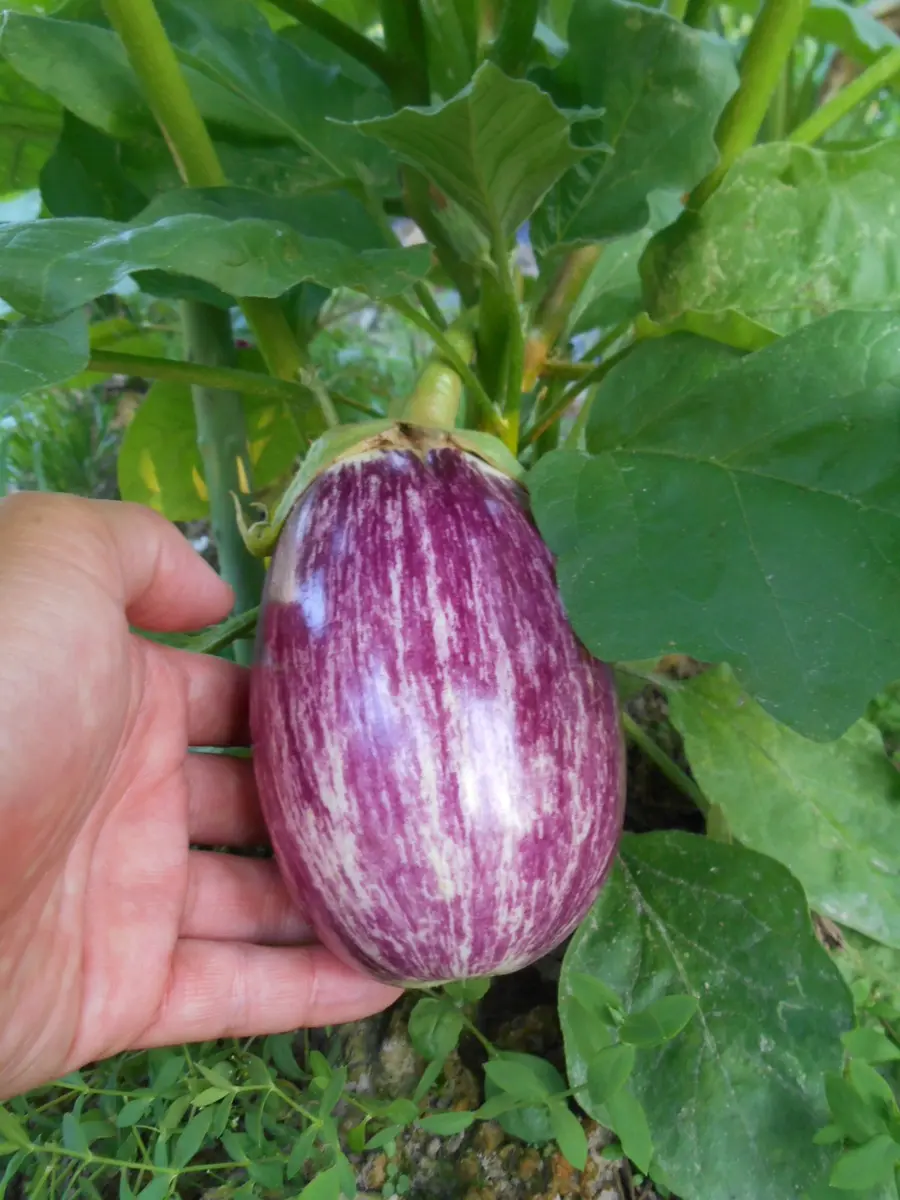 おもしろ野菜に挑戦！2014vol.5｜そだレポ（栽培レポート）byrider1