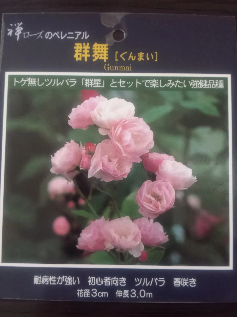 群舞（ぐんまい）(バラ苗:つるバラ) 新苗予約 《契約品種》 古