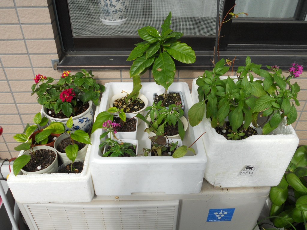 ご参考用 挿し穂買われた方 ペットボトルの植木鉢 挿し穂用 ご参考に 