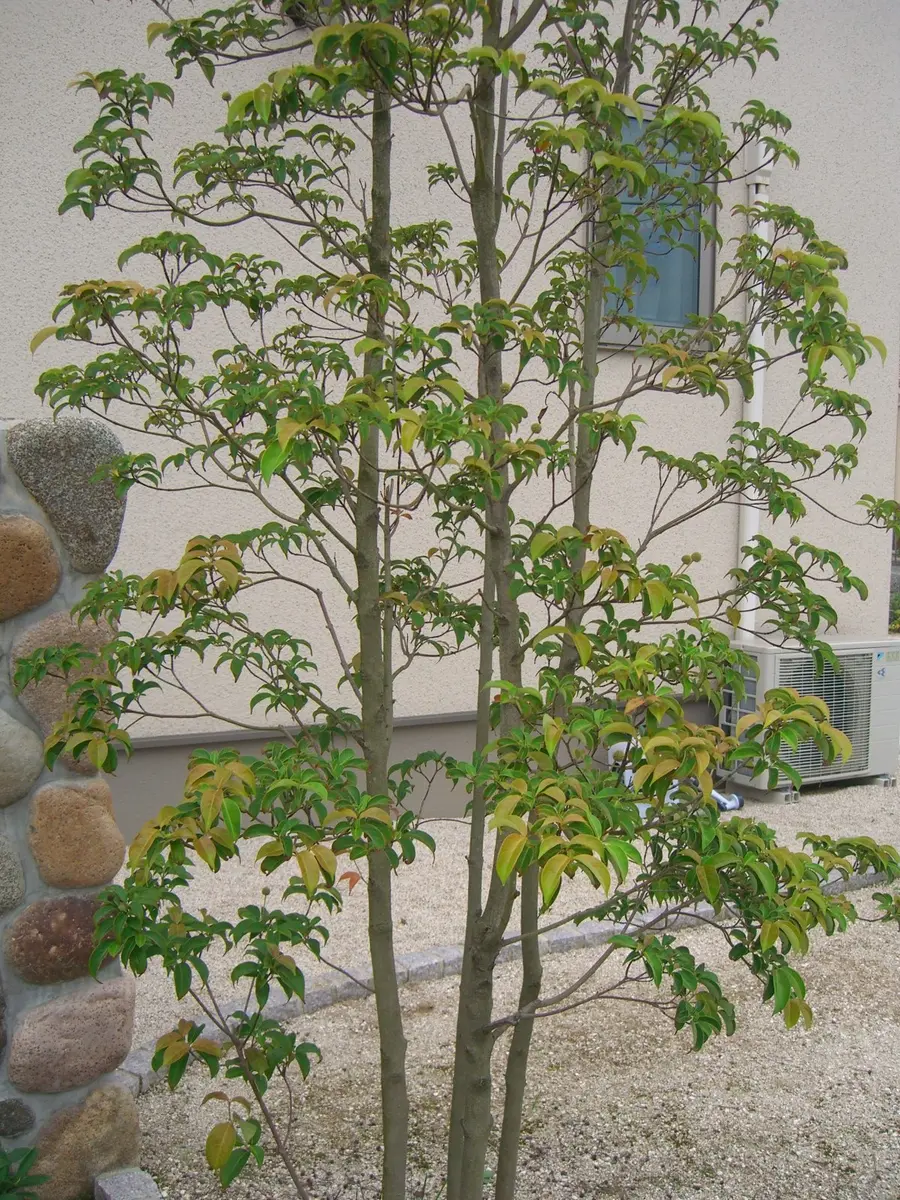 常緑山法師 月光 /526 うってつけ 現在の木姿確認用