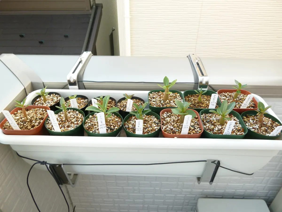 アデニウム3種、実生に虜|そだレポ(栽培レポート)by芋焼酎 アデニウム3種、実生に虜|そだレポ(栽培レポート)by芋焼酎