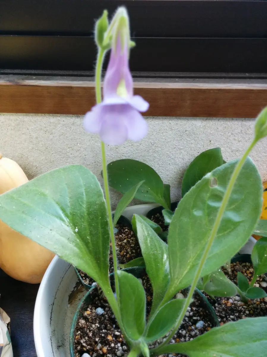 プリムリナ・フラビマキュラータ（原種）｜そだレポ（栽培レポート）by