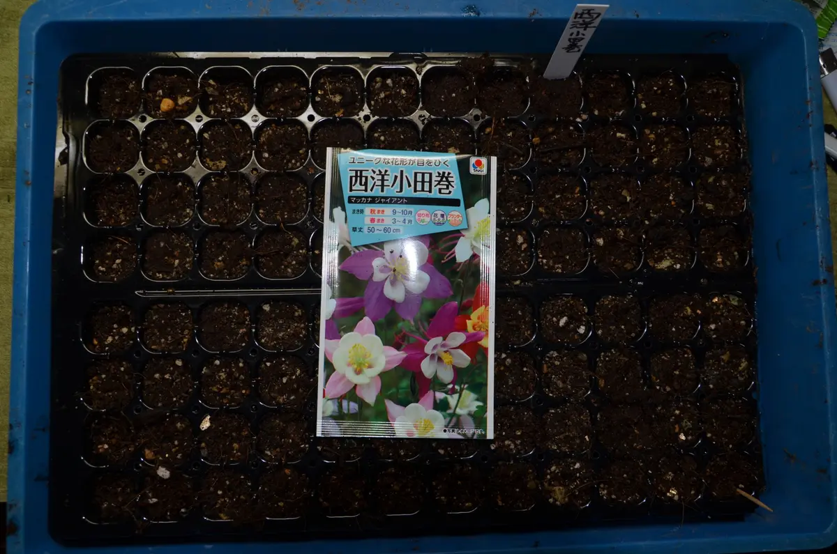 西洋オダマキ ミニミニ苗 こちらで選んで順次発送 西洋オダマキ