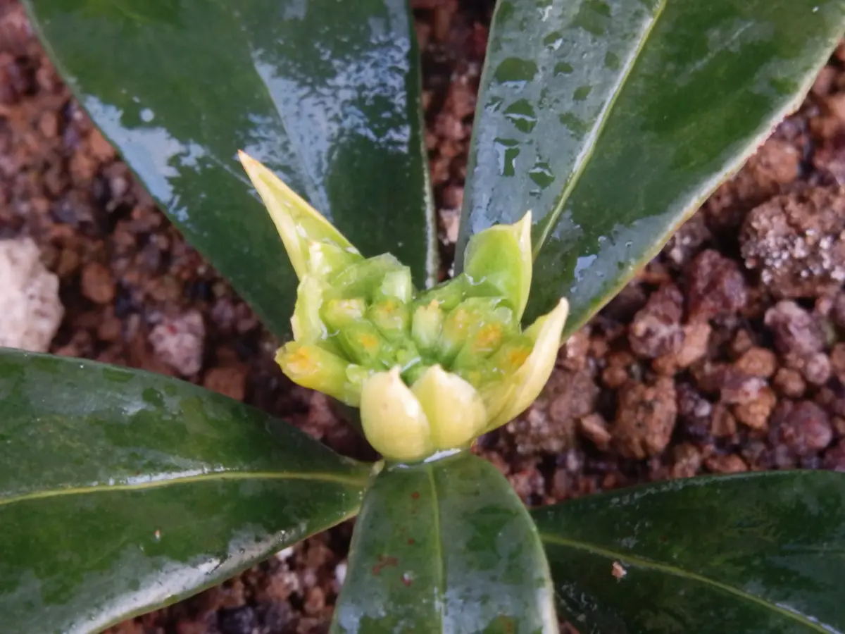 沈丁花の「種植え」と「挿し木」②｜そだレポ（栽培レポート）by