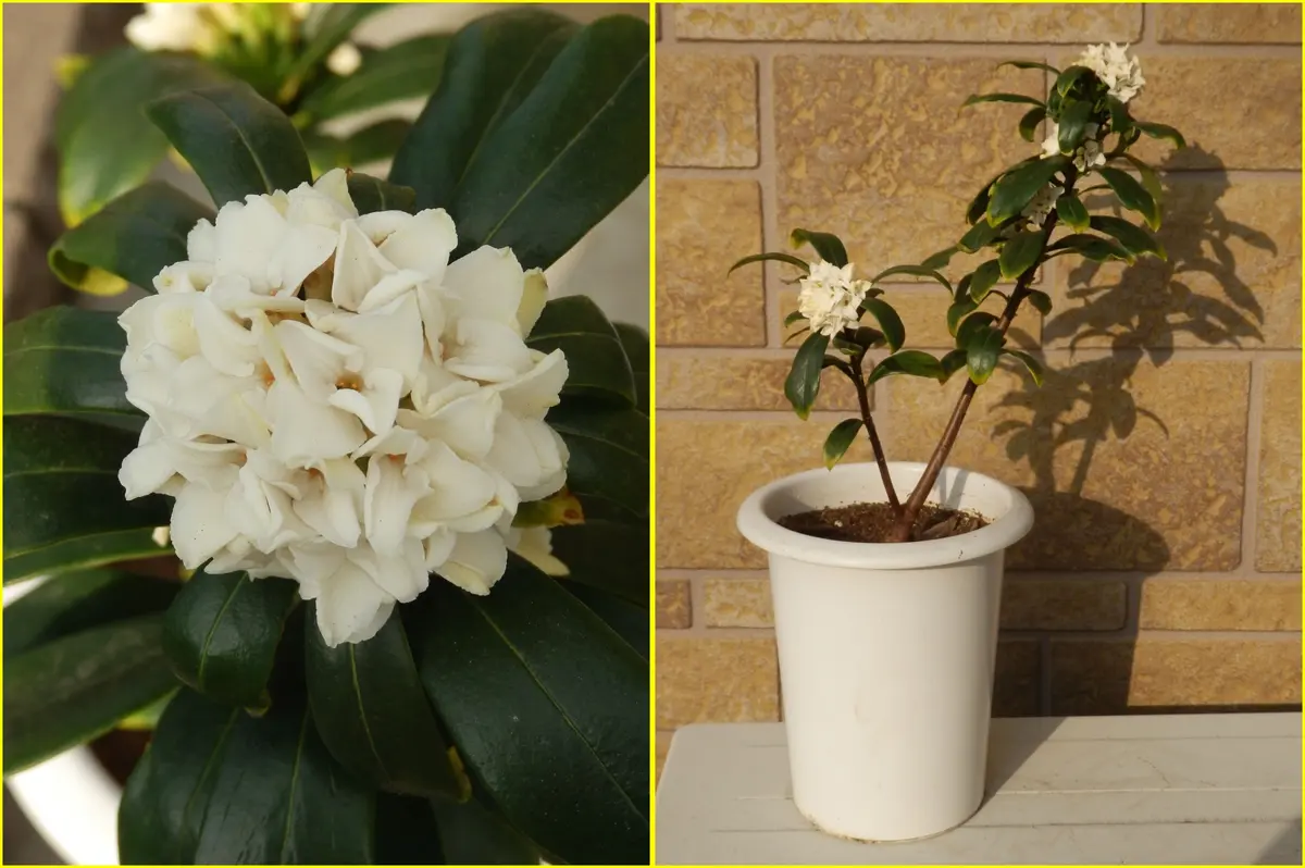 沈丁花の「種植え」と「挿し木」②｜そだレポ（栽培レポート）by