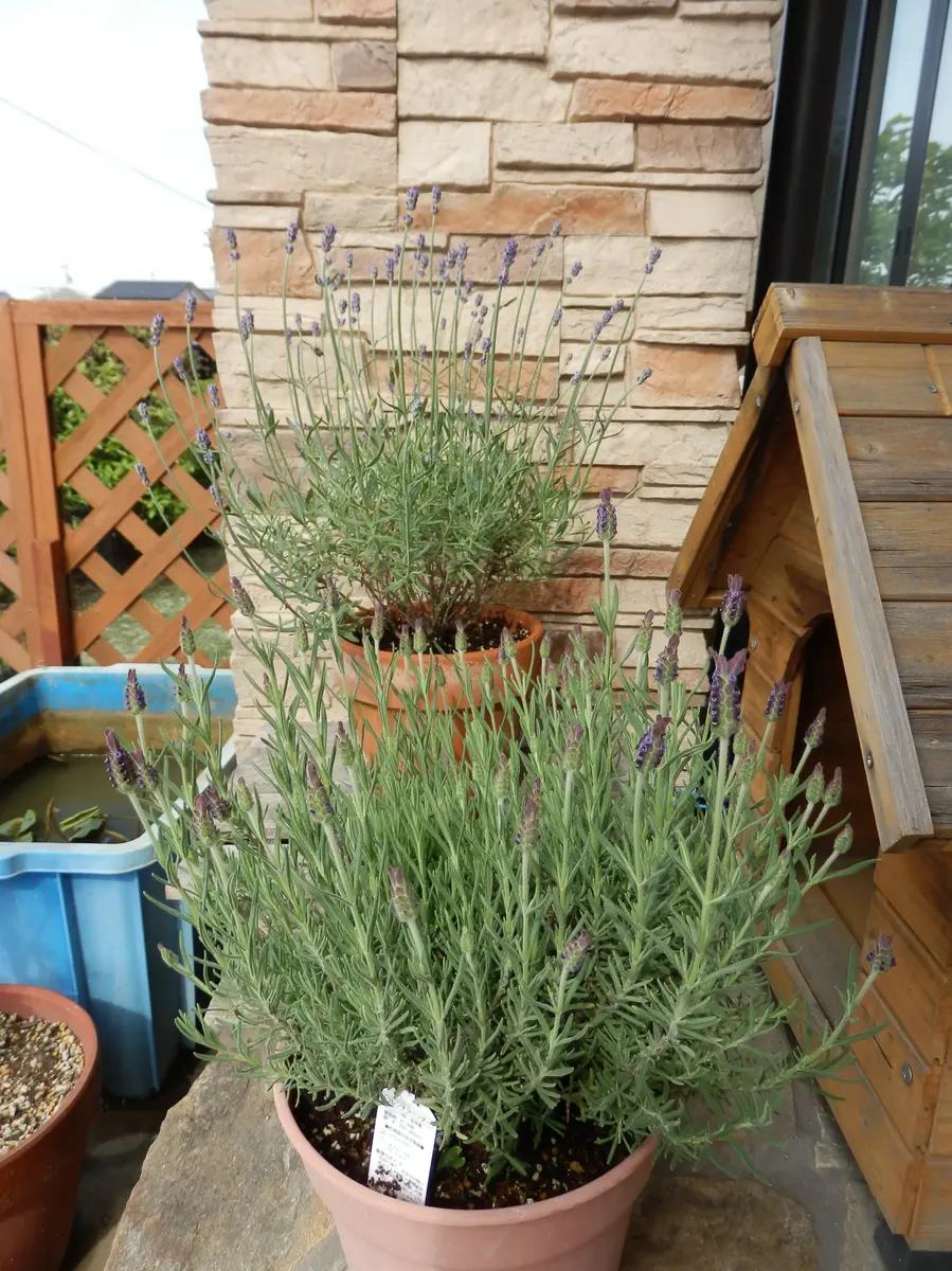 イングリッシュラベンダーの挿し木②｜そだレポ（栽培レポート）by