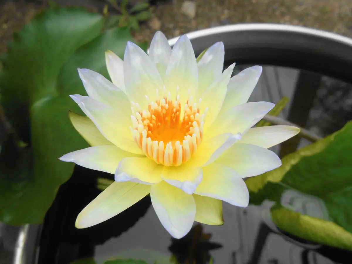 ダイヤモンドクラウン 睡蓮 苗 脇芽 メダカ ビオトープ 睡蓮