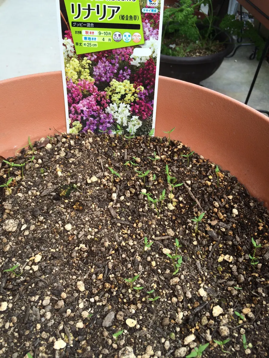 種からリナリア｜そだレポ（栽培レポート）byチップママ｜みんなの趣味
