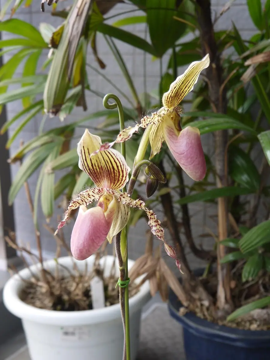 多花性パフィオペディラムの開花｜そだレポ（栽培レポート）byうめ