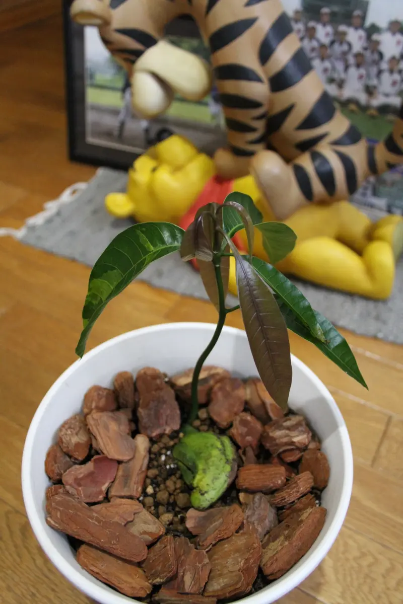 taturoo0000様専用マンゴー苗 土マンゴー(紫マンゴー苗 )実生5年苗②