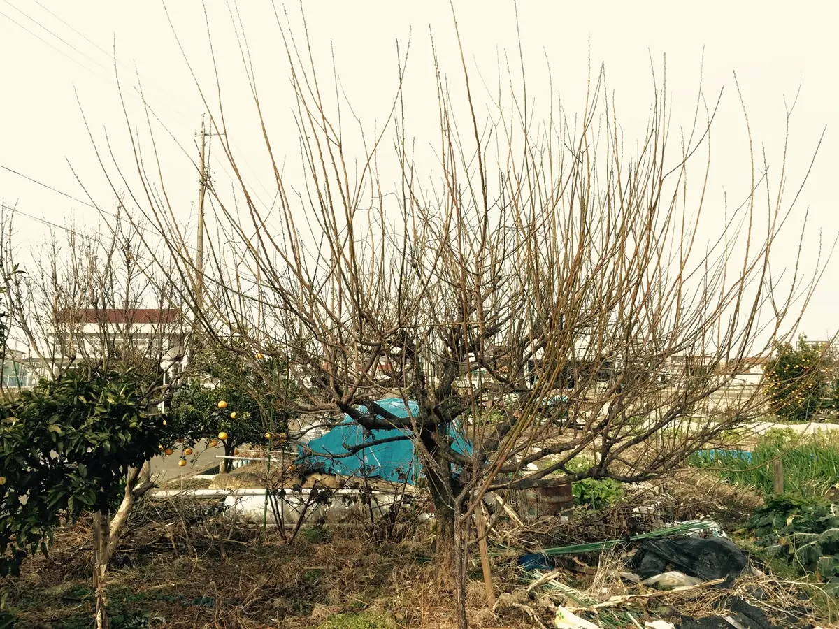 南高梅の栽培Part1｜そだレポ（栽培レポート）byかきぽんママ