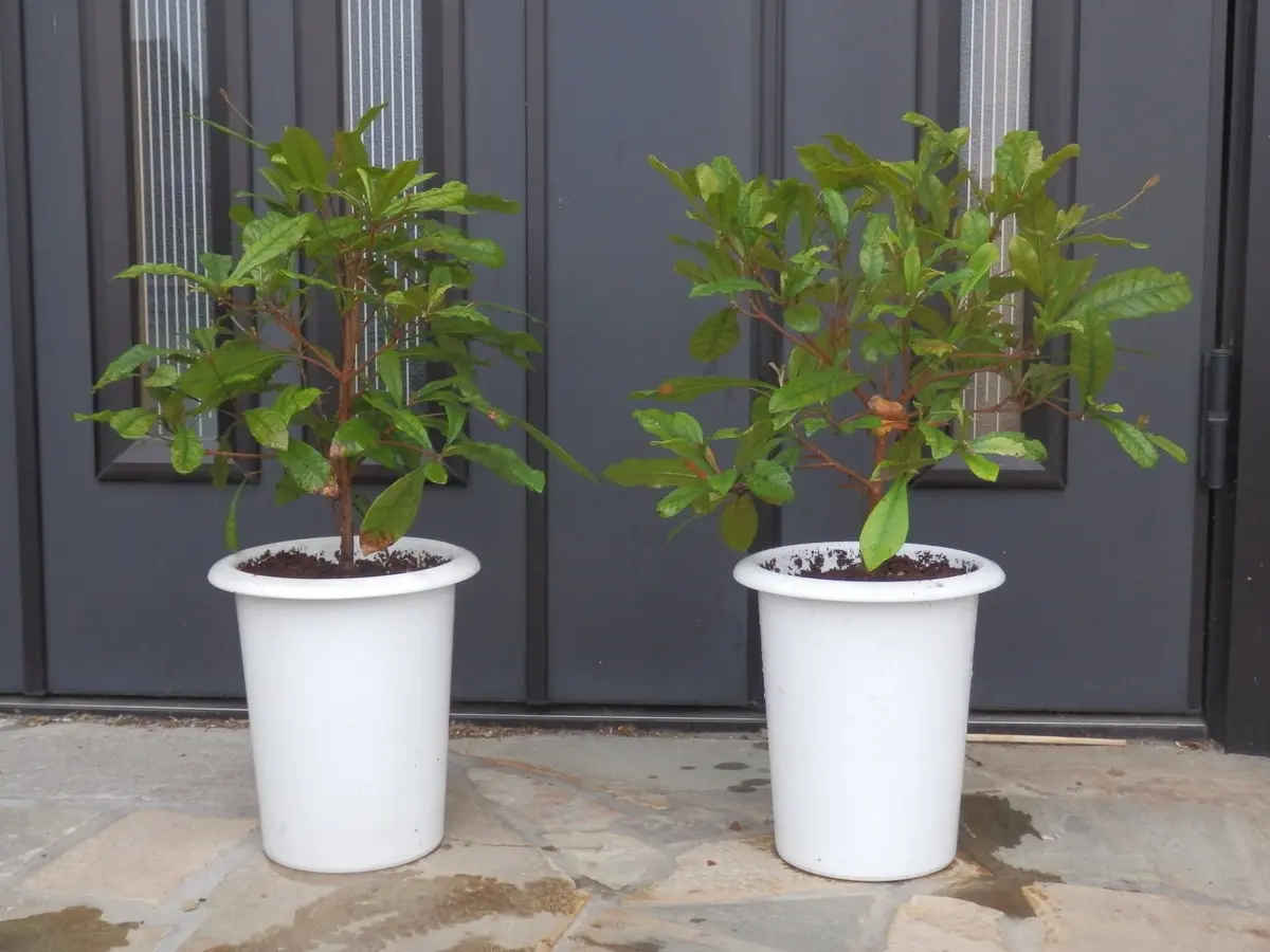 ミラクルフルーツ 試行錯誤の我流③｜そだレポ（栽培レポート）by