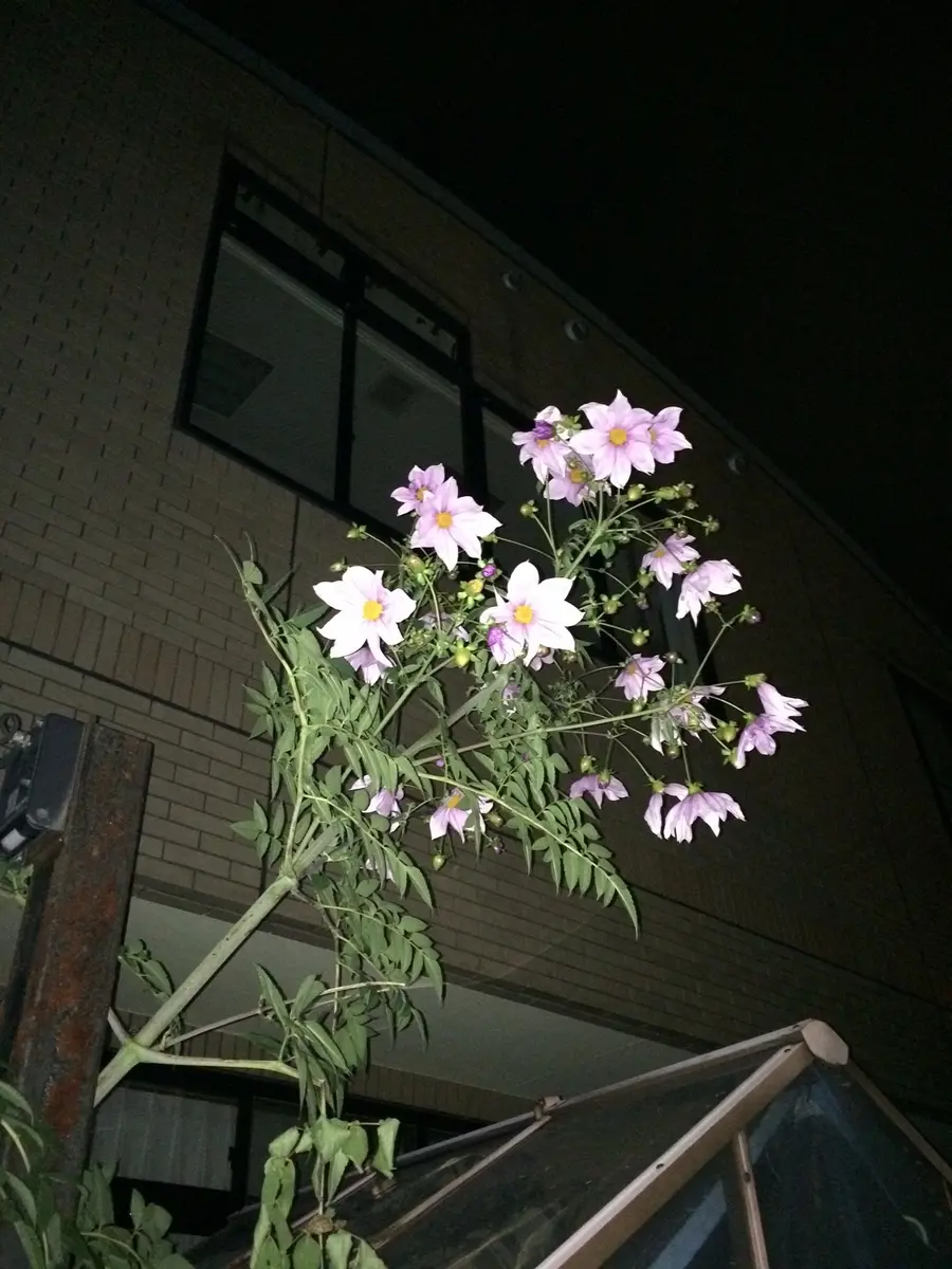 挿し木】皇帝ダリア｜そだレポ（栽培レポート）byよにふ｜みんなの趣味