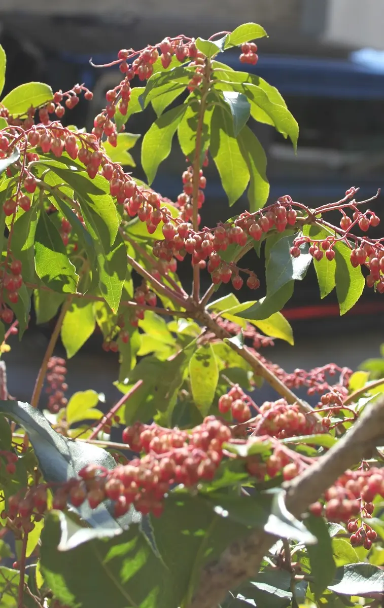 馬酔木（アセビ）盆栽 SS011 馬酔木（アセビ）盆栽 SS011