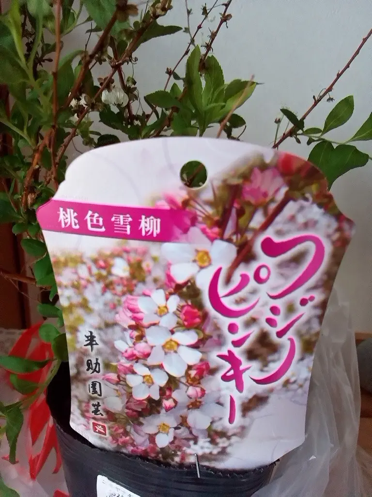 Pranko ユキヤナギ 鉢植え 桃色吐息 ァ そだレポ 栽培レポート bykomin