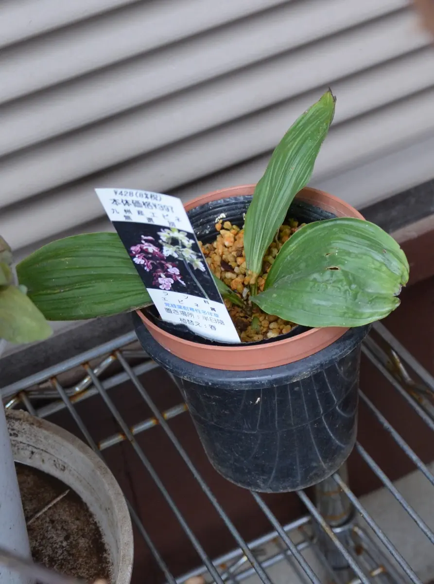 エビネをバラの鉢バラの用土で育てる｜そだレポ（栽培レポート）byあけ