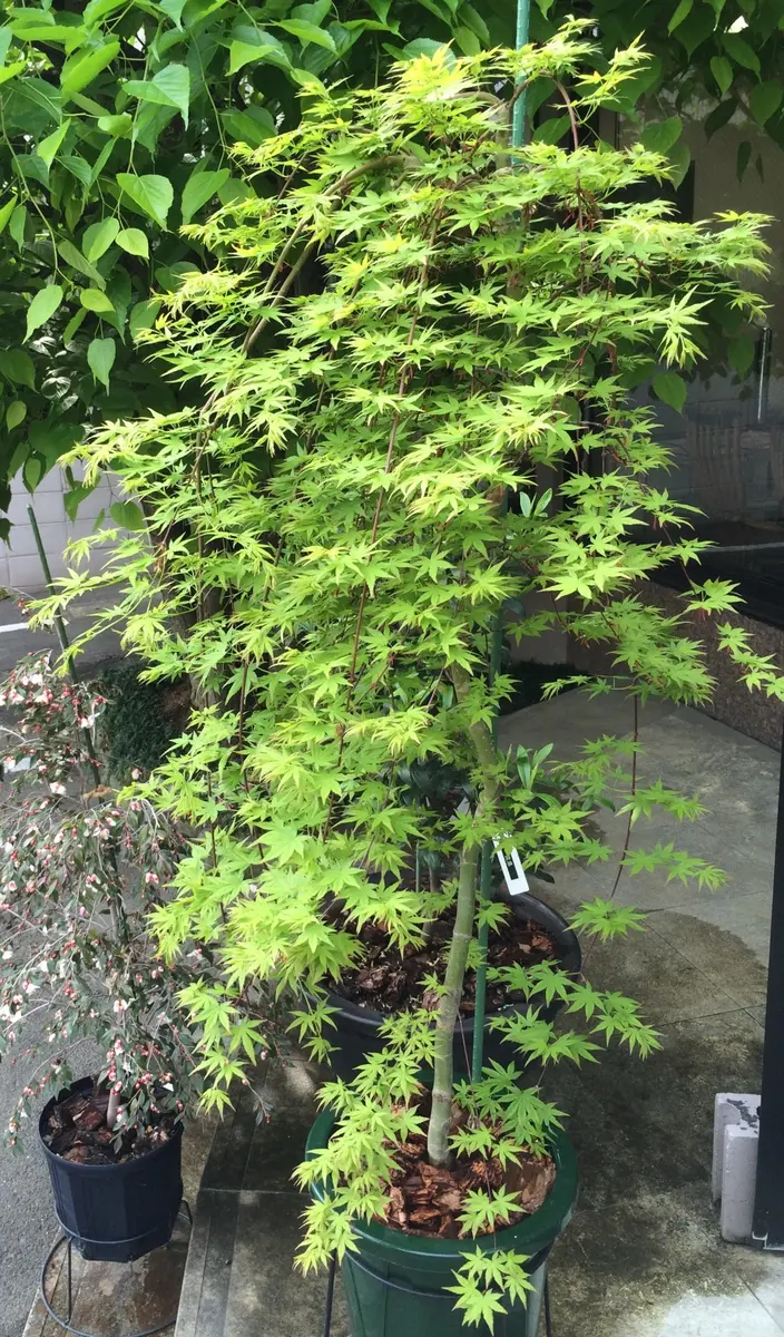 もみじ|そだレポ(栽培レポート)by花椿|みんなの趣味の園芸 もみじ|そだレポ(栽培レポート)by花椿|みんなの趣味の園芸