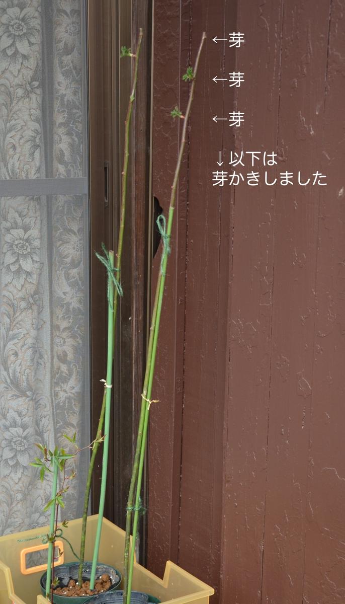 1mスタンダードローズの台木の作成｜バラ（ブッシュ・ローズ）のそだ