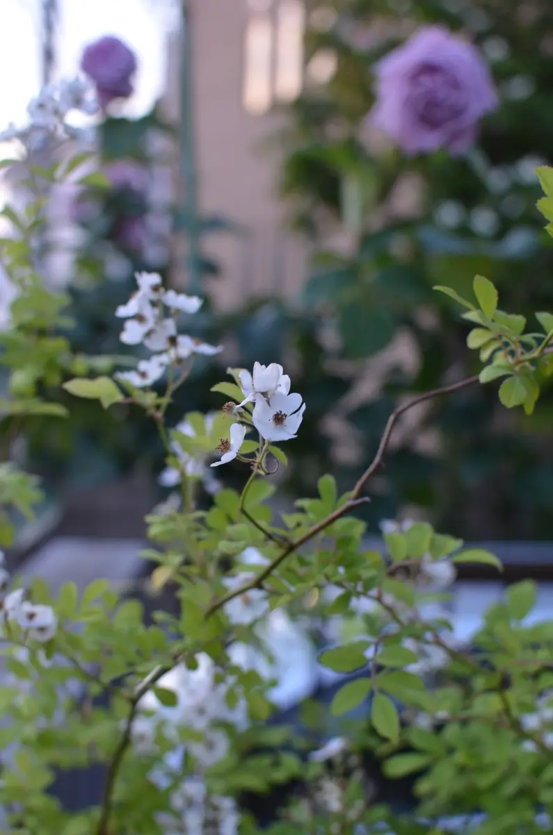 1mスタンダードローズの台木の作成｜そだレポ（栽培レポート）byあけ