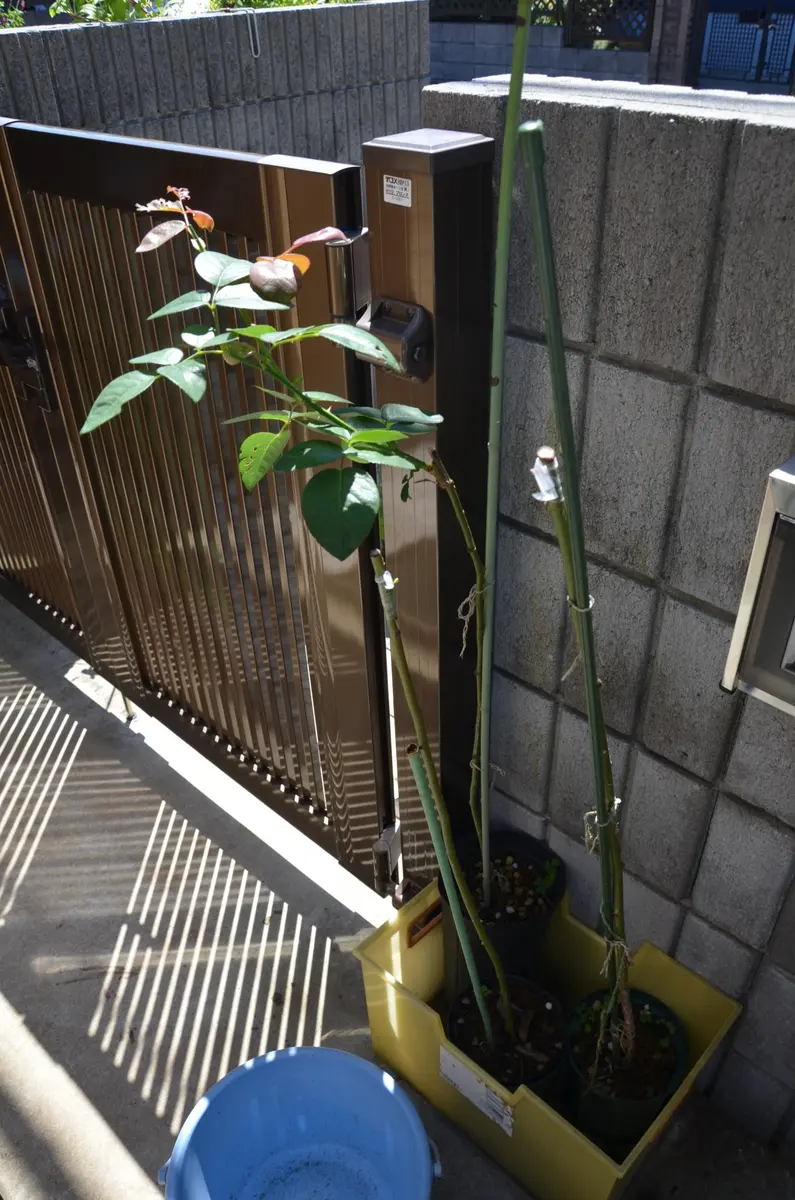 トゲ無しノイバラ台木　スタンダード　接ぎ木・芽接ぎ育成用　5本セット 1mスタンダードローズの台木の作成｜そだレポ（栽培レポート）byあけ