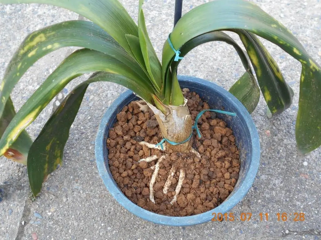 クンシラン・白絹病からの復活を祈る（その2）｜そだレポ（栽培