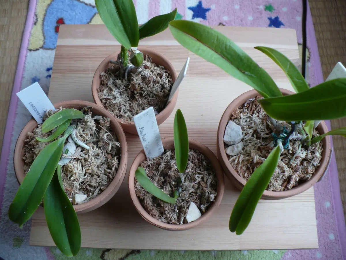 C. ‘Blue Magic’ ブルーパールブルーマジック カトレア 花なし株】 カトレア ブルーパール 'ブルーマジック' C.Blue