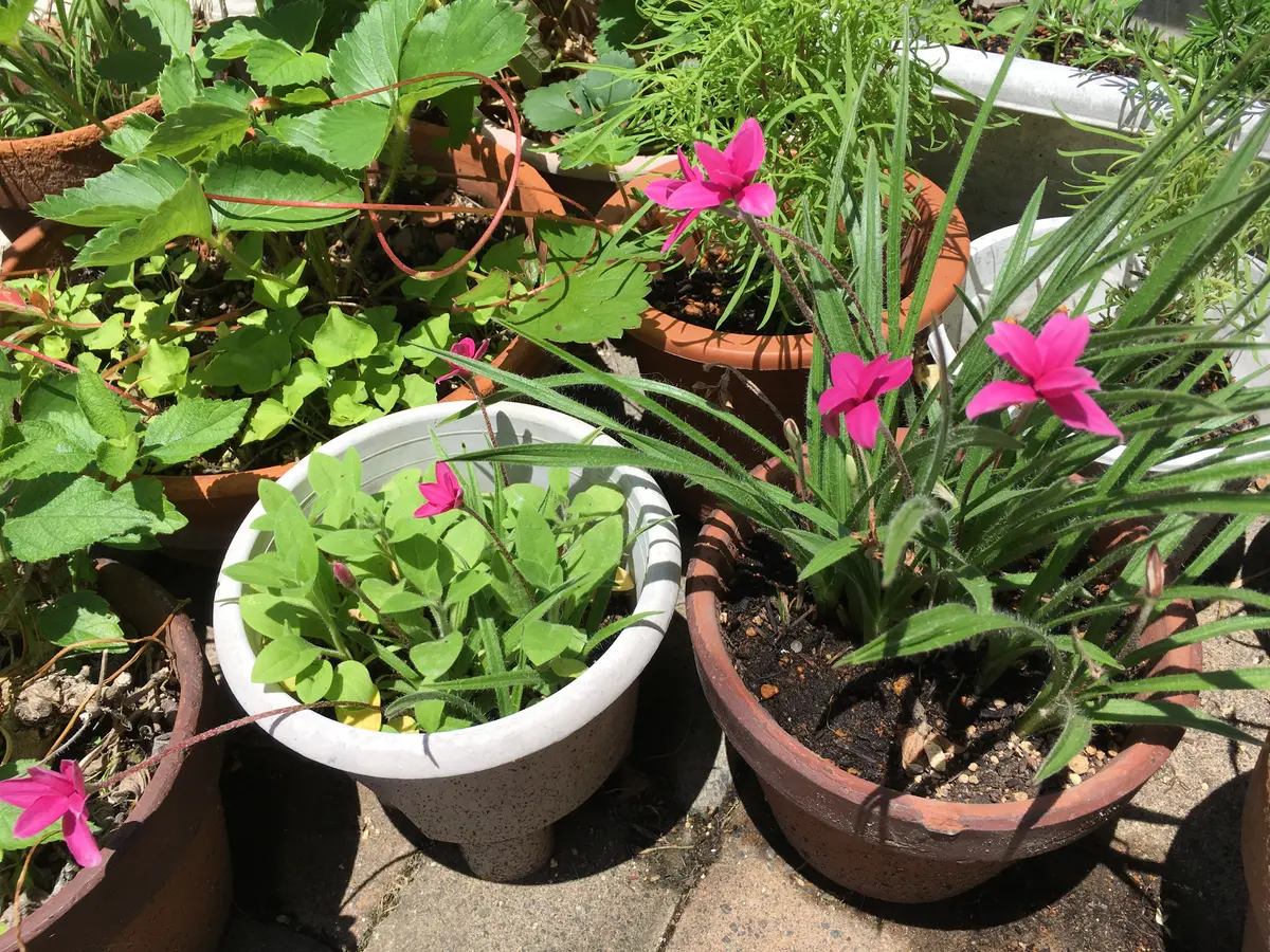 ♪なぉ【新品】 アサクラ おまとめ購入 PNT プレミアム桜 オールド ｜ 【アデリア公式】ガラス雑貨の卸・仕入