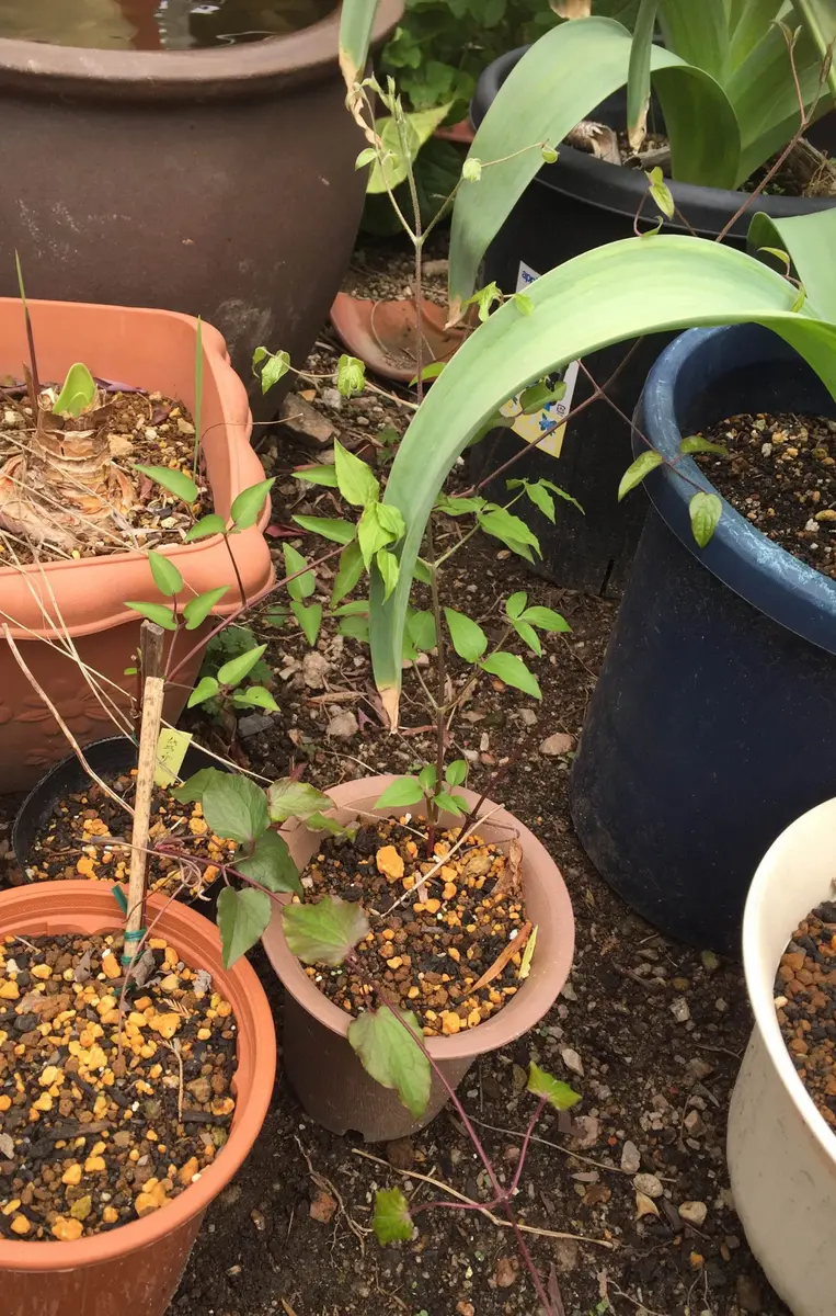 クレマチスの挿し木｜そだレポ（栽培レポート）byかりん党｜みんなの