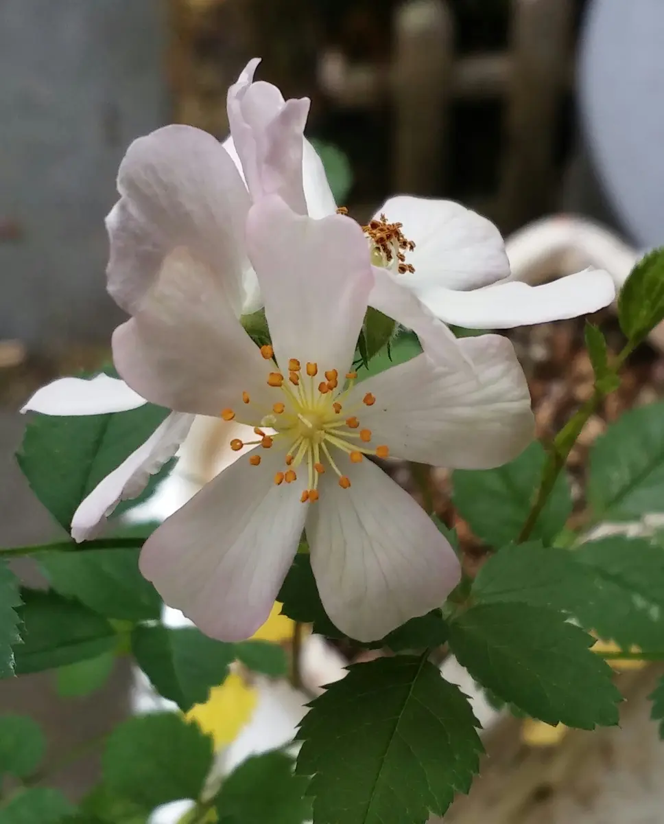 種からミニバラ～2年目｜そだレポ（栽培レポート）byかおりん