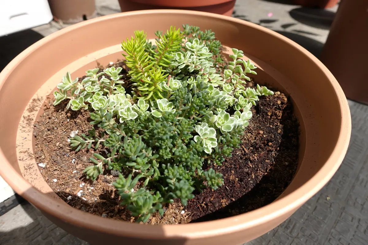 唯一の多肉植物たち｜そだレポ（栽培レポート）byきらら