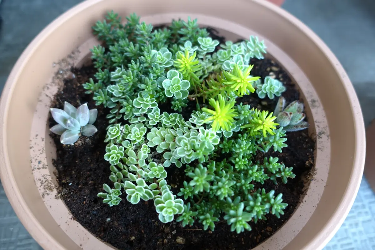 唯一の多肉植物たち｜そだレポ（栽培レポート）byきらら