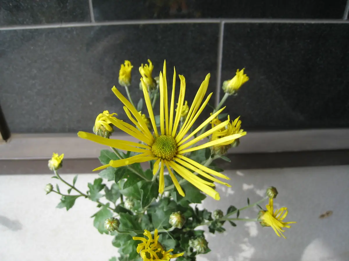 花きの消費拡大に向けて② - 株式会社流通研究所 珍しい品種 菊