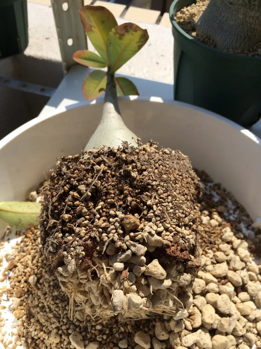 アデニウム アラビカム 9号鉢株 大型 砂漠のバラ 多肉植物 塊根