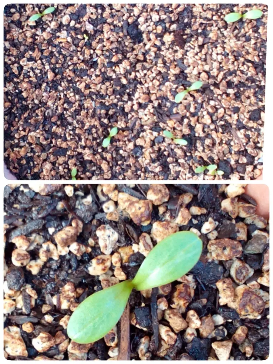 5月31日発芽確認しました(*^^*)ゞ「実生で育てて色んなダリアが咲く  