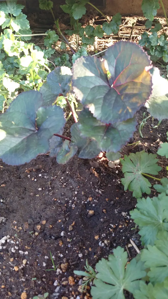 リグラリア ブリットマリークロフォード 種子 9月４日採取 クロウフォード リグラリア ブリットマリークロフォード 種子 9月4日採取 クロウ