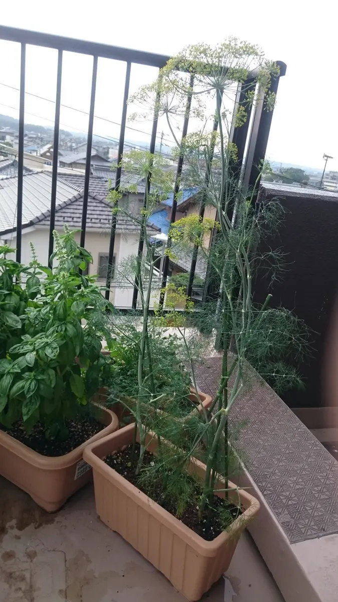 ディル 育て 方