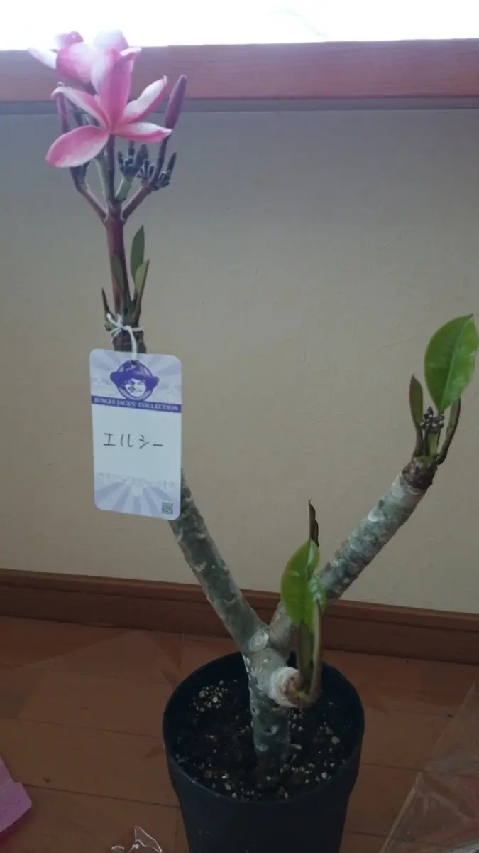 プルメリア美女団｜そだレポ（栽培レポート）bymiyu｜みんなの趣味の園芸